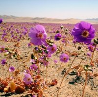 Цветущие пустыни